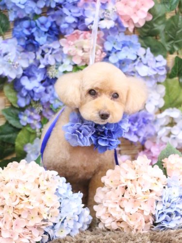 20250619モンチちゃん